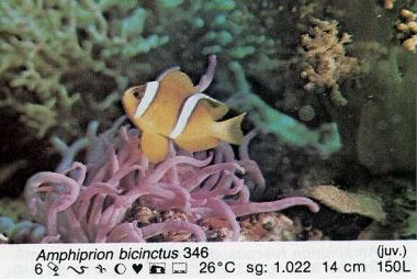 Amphiprion bicinctus